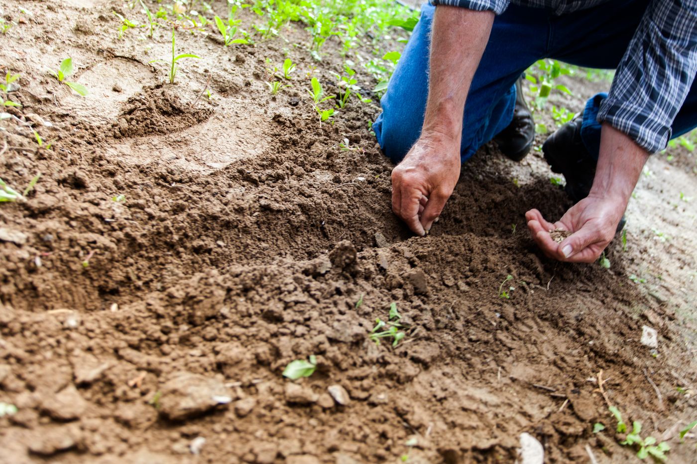 A person kneeling in bare soil, planting seeds by hand
